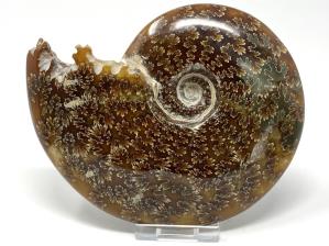 Cleoniceras Ammonite Large 14.2cm | Image 3