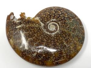 Cleoniceras Ammonite Large 14.2cm | Image 4