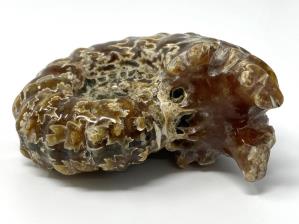Ammonite Douvilleiceras 8.5cm | Image 3