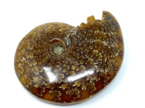 Ammonite Cleoniceras 8cm | Image 2