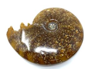 Ammonite Cleoniceras 8cm | Image 3