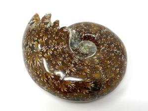 Ammonite Desmoceras 7.3cm | Image 3