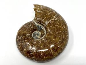 Ammonite Desmoceras 7.3cm | Image 2