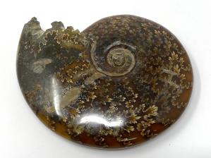 Ammonite Cleoniceras 12.7cm | Image 4