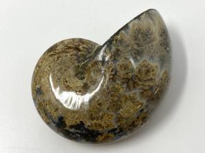 Ammonite Phylloceras 6.8cm | Image 2