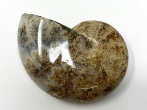 Ammonite Phylloceras 6.8cm | Image 3