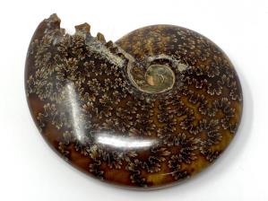Ammonite Cleoniceras 11.2cm | Image 2