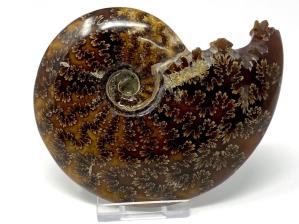 Ammonite Cleoniceras 11.2cm | Image 5