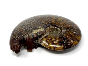 Ammonite Cleoniceras 11.2cm | Image 4