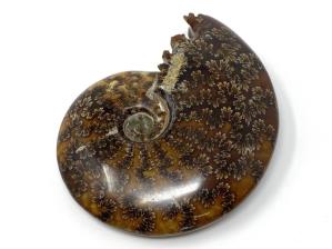 Ammonite Cleoniceras 11.2cm | Image 3