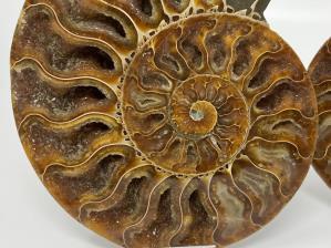 Ammonite Pair Large 15.2cm  | Image 4