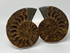 Ammonite Pair Large 15.2cm  | Image 3