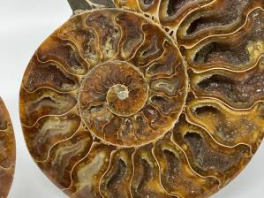 Ammonite Pair Large 15.2cm  | Image 5