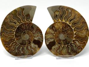 Ammonite Pair 12.9cm | Image 2