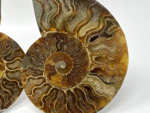 Ammonite Pair Large 16cm | Image 3