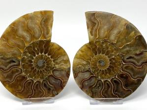 Ammonite Pair 11.9cm  | Image 3