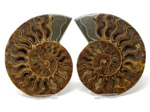 Ammonite Pair Large 15.2cm  | Image 2
