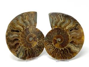 Ammonite Pair Large 16cm | Image 4