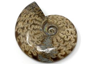 Ammonite Cleoniceras 10.1cm | Image 3