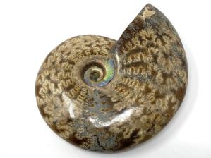 Ammonite Cleoniceras 10.1cm | Image 4