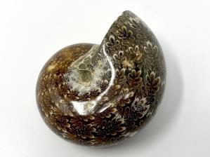 Ammonite Phylloceras 6.9cm | Image 2