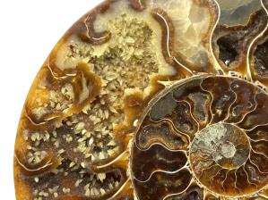 Ammonite Pair 19.2cm | Image 2