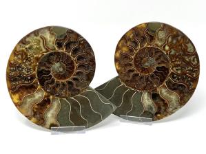 Ammonite Pair 19.2cm | Image 3
