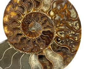 Ammonite Pair 19.2cm | Image 4
