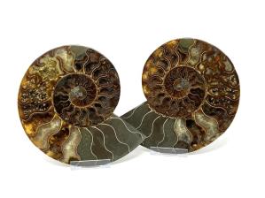 Ammonite Pair 19.2cm | Image 5