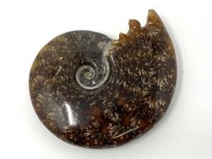 Ammonite Cleoniceras 8.8cm | Image 2
