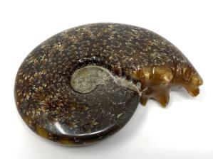 Ammonite Cleoniceras 8.8cm | Image 3