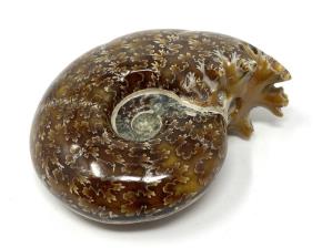 Ammonite Desmoceras 7.3cm | Image 4