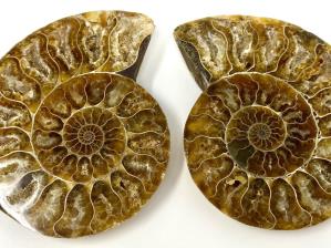 Ammonite Pair 8.6cm | Image 2