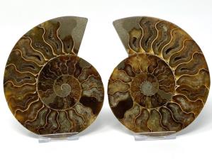 Ammonite Pair 12.9cm | Image 3