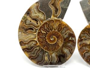 Ammonite Pair 13.5cm | Image 4