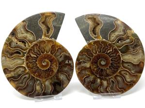 Ammonite Pair 13.5cm | Image 2