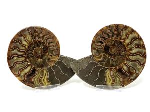 Ammonite Pair 17cm | Image 2