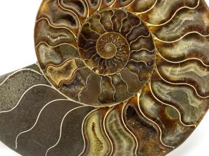 Ammonite Pair 17cm | Image 3
