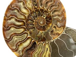 Ammonite Pair 17cm | Image 4
