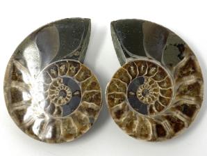 Ammonite Pair 7.3cm | Image 2