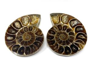 Ammonite Pair 4.9cm | Image 2
