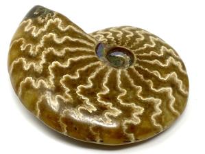 Ammonite Cleoniceras 9.7cm | Image 2