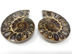 Ammonite Pair 6.2cm | Image 2