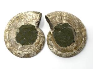 Ammonite Pair 8cm | Image 2