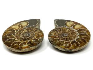 Ammonite Pair 8.5cm | Image 2