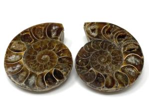 Ammonite Pair 4.5cm | Image 2