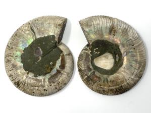 Ammonite Pair 9cm | Image 3