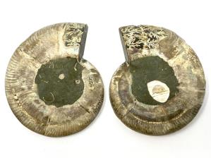 Ammonite Pair 10.4cm | Image 3