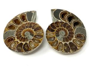 Ammonite Pair 4.8cm | Image 2