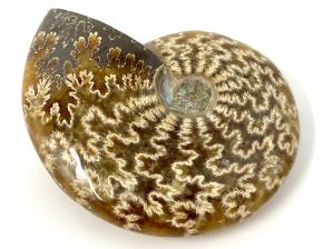 Ammonite Cleoniceras 8.3cm | Image 2